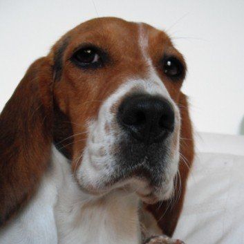 Das Bild zeigt den Hund eines unserer Kunden