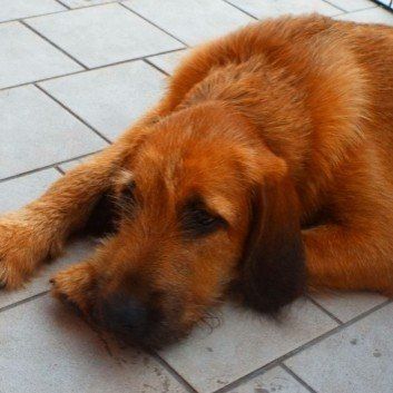 Das Bild zeigt einen Hund aus den Kundenfeedbacks