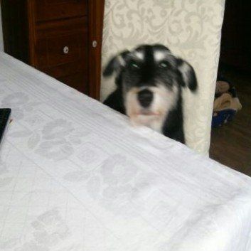 Das Bild zeigt einen Hund aus der Rubrik Kundenfeedback