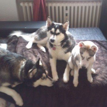 Das Bild zeigt einen Hund aus den Kundenfeedbacks