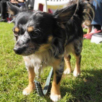 Das Bild zeigt den Hund eines unserer Kunden