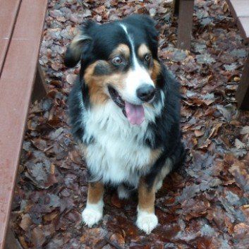 Das Bild zeigt den Hund eines unserer Kunden