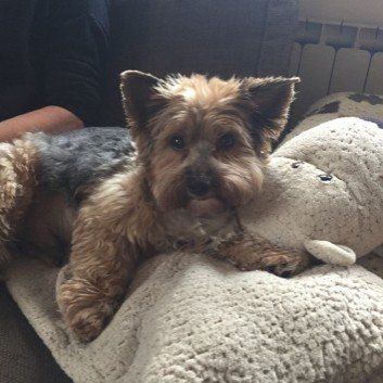 Das Bild zeigt den Hund eines unserer Kunden