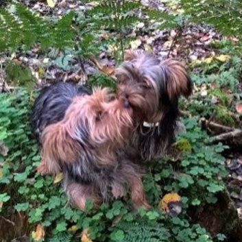 Das Bild zeigt den Hund eines unserer Kunden