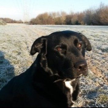 Das Bild zeigt den Hund eines unserer Kunden