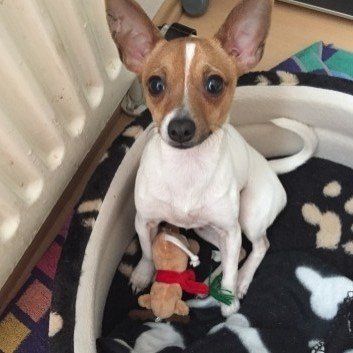 Das Bild zeigt den Hund eines unserer Kunden