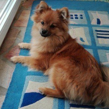 Das Bild zeigt den Hund eines unserer Kunden