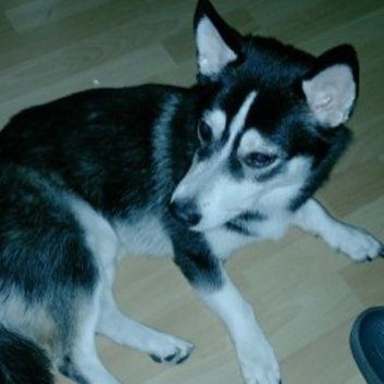 Das Bild zeigt den Hund eines unserer Kunden