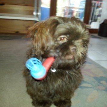 Das Bild zeigt den Hund eines unserer Kunden