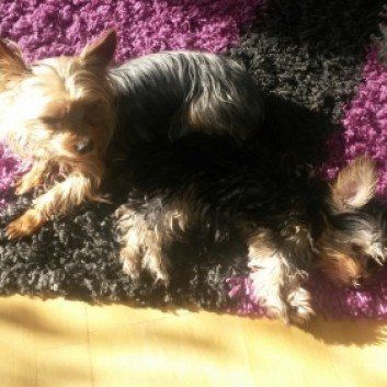 Das Bild zeigt den Hund eines unserer Kunden