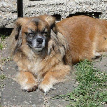 Das Bild zeigt den Hund eines unserer Kunden