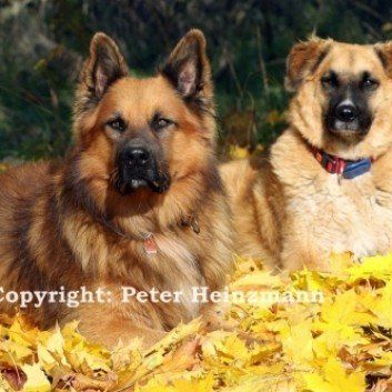 Das Bild zeigt einen Hund aus den Kundenfeedbacks