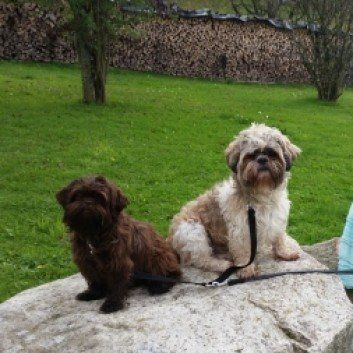 Das Bild zeigt den Hund eines unserer Kunden