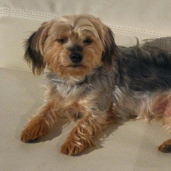 Das Bild zeigt einen Hund aus den Kundenfeedbacks