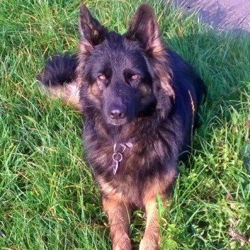 Das Bild zeigt den Hund eines unserer Kunden