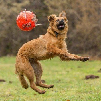 Das Bild zeigt den Hund eines unserer Kunden