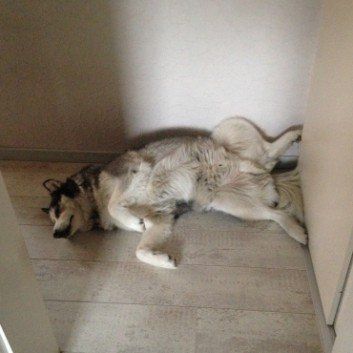 Das Bild zeigt den Hund eines unserer Kunden