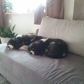 Das Bild zeigt den Hund eines unserer Kunden