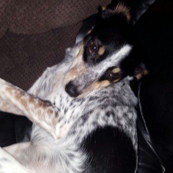 Das Bild zeigt den Hund eines unserer Kunden