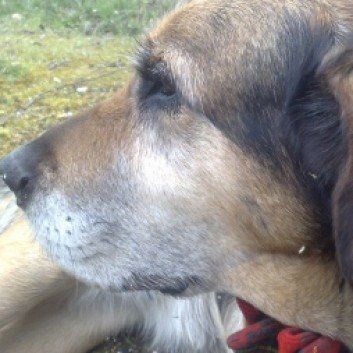 Das Bild zeigt den Hund eines unserer Kunden