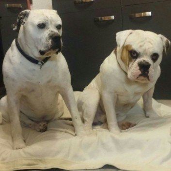 Das Bild zeigt den Hund eines unserer Kunden