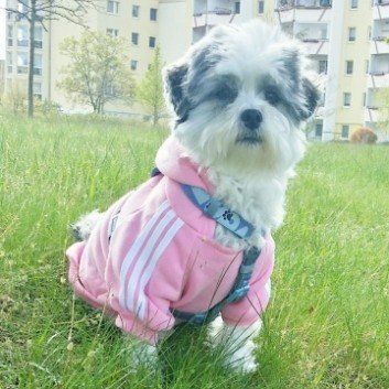 Das Bild zeigt den Hund eines unserer Kunden