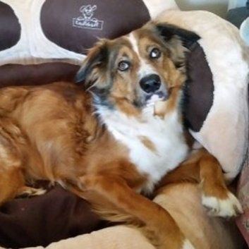 Das Bild zeigt einen Hund aus den Kundenfeedbacks