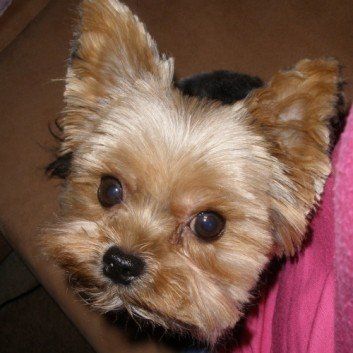 Das Bild zeigt den Hund eines unserer Kunden