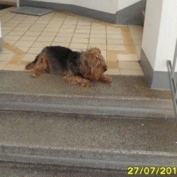 Das Bild zeigt einen Hund aus den Kundenfeedbacks