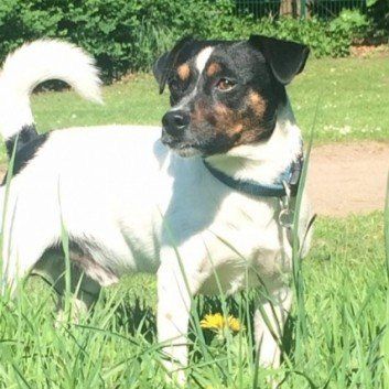 Das Bild zeigt den Hund eines unserer Kunden