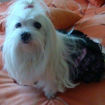 Das Bild zeigt einen Hund aus den Kundenfeedbacks