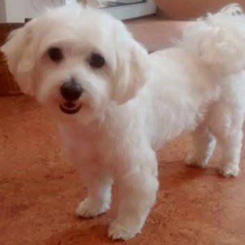 Das Bild zeigt den Hund eines unserer Kunden