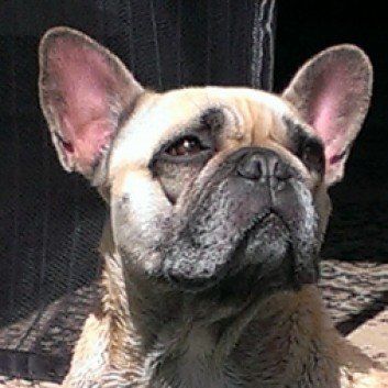 Das Bild zeigt einen Hund aus den Kundenfeedbacks