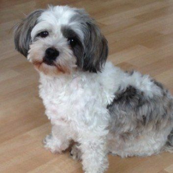 Das Bild zeigt den Hund eines unserer Kunden