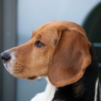 Das Bild zeigt einen Hund aus den Kundenfeedbacks