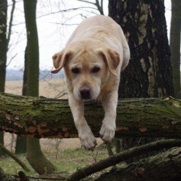 Das Bild zeigt den Hund eines unserer Kunden