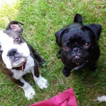 Das Bild zeigt einen Hund aus den Kundenfeedbacks