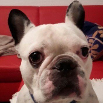 Das Bild zeigt den Hund eines unserer Kunden