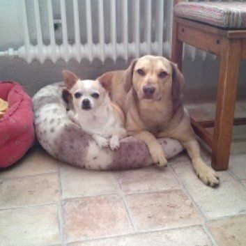 Das Bild zeigt einen Hund aus den Kundenfeedbacks