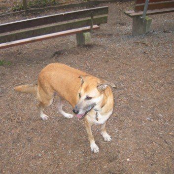 Das Bild zeigt den Hund eines unserer Kunden