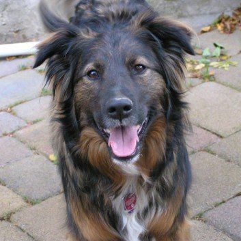 Das Bild zeigt einen Hund aus den Kundenfeedbacks