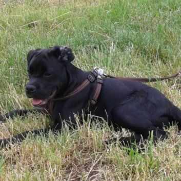 Das Bild zeigt den Hund eines unserer Kunden