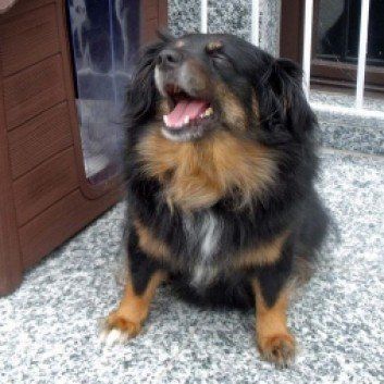 Das Bild zeigt einen Hund aus den Kundenfeedbacks