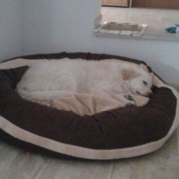 Das Bild zeigt den Hund eines unserer Kunden