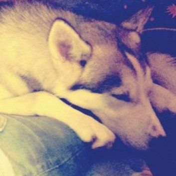 Das Bild zeigt einen Hund aus den Kundenfeedbacks