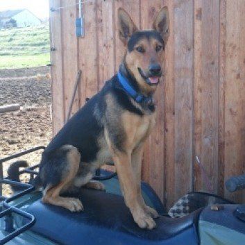 Das Bild zeigt den Hund eines unserer Kunden