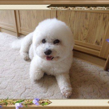 Das Bild zeigt einen Hund aus den Kundenfeedbacks