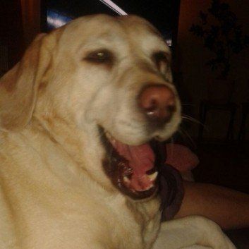 Das Bild zeigt den Hund eines unserer Kunden