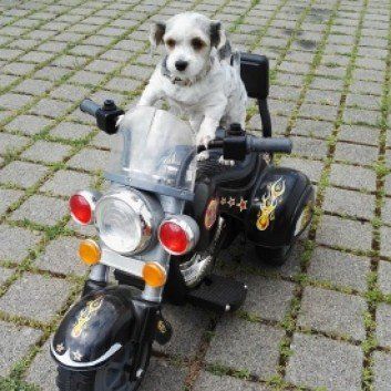 Das Bild zeigt einen Hund aus den Kundenfeedbacks