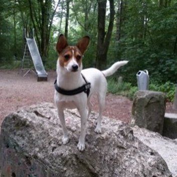 Das Bild zeigt den Hund eines unserer Kunden